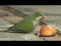 Wild Parrot Pizza Party! Wild Parrot Pizza Party!