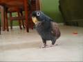 Bentham the bronze wing pionus exploring pt 1