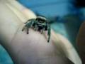 videos de Workman Jumping Spider