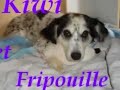 solidarite Chiens Belge