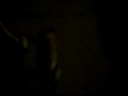 midnight stroll midnight stroll