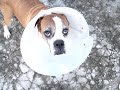 Duca Boxer wearing hat, once again