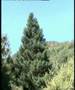 Llano del Reves-Llanos de Rabel-Sierra de Grazalema