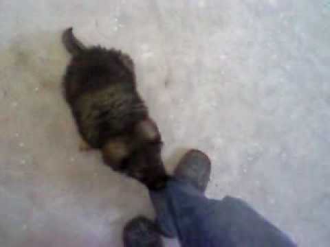 Qeni+i+sharrit+klysh