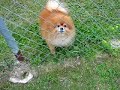 funny-dog.html
