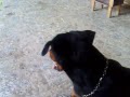 TREINAMENTO DE HULK