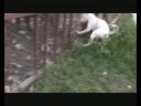 7 dogo argentino