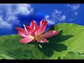 Relaxing Chinese Relaxing Chinese Buddhist Music      * Thumb 1     * Thumb 2     * Thumb 3   Previe