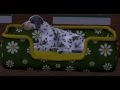 TS 2: Zwierzaki (pets): duże psy (large dogs)