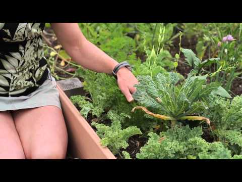 how to care eggplant