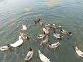 Ducks
