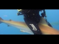 riding the shark- il cavalcasquali requin