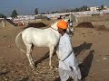 marwari horse marwari horse