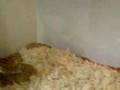 My-Snake