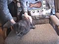 the-feline-insecurity-experiment.html