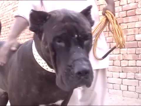 pakistani mastiff