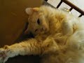 Crystal as a Beckoning Cat.