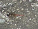 Sympetrum fonscolombii Sympetrum fonscolombii