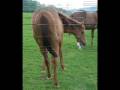 Clarks Goldy Bar-amazing appaloosa