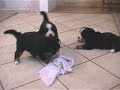 Bernese Mountain Dog - ORECAN - 3 pups - 4 weeks