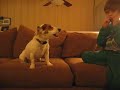 my 9 year old son discovered that rascal loves the harmonica. great for parties!