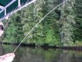 Rivers Inlet Pink Salmon Fishing BC Canada at Duncanby Lodge