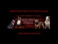 A XXL BULLY PITBULL BREEDING OF EUROPE