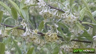 Die Blüte der Pointilla 