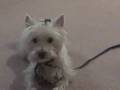 Nessie the westie- girls just wnna have fun