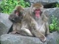 Zoo Part 1