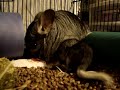 Fay delivering her first baby!