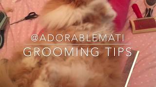 Persian cat grooming tips, knots with adorable Mati