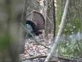 Connecticut Turkeys