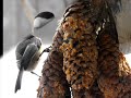 Deep Forest; jardin miniature, mangeoires suspendues, oiseaux