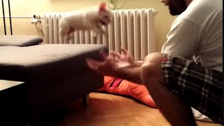 Puppy Jumps Off the Couch