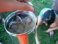 Baby Stake Fish