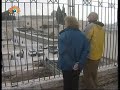 al-qods,palestine,palestinien