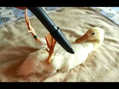 Este patito se deja acicalar como si fuera un perro