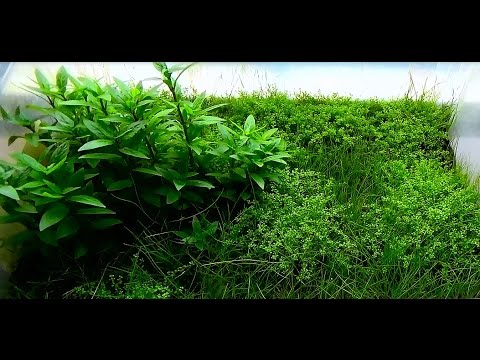 how to replant plants