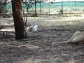 Lion Family Supper