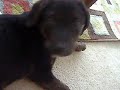 dog-town-star-2.html