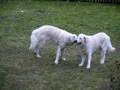 Kuvasz