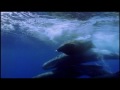 Whaleworld