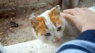 Kedi , Kediler, Yavrusunu öpen anne kedi, The mother cat kisses her cub