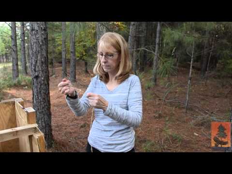 how to collect pine needles