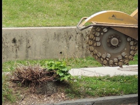 how to remove tree stump