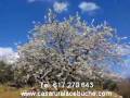 Apartamentos Rurales Acebuche - Casas del Monte - Cáceres