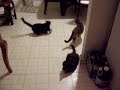 cats cats