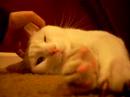 Snowy the spaz cat