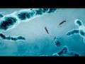  - MovieZen Video